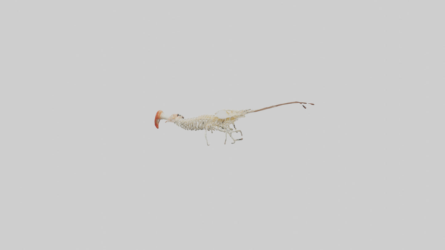 Shrimp Skeleton model 3D model