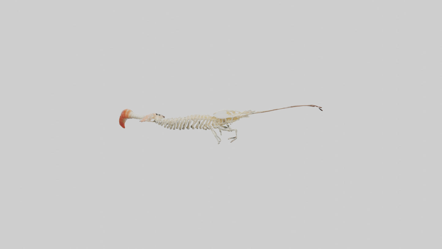 Shrimp Skeleton model 3D model