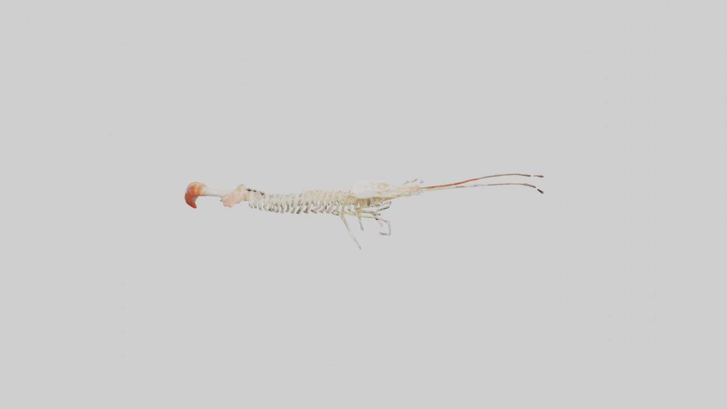 Shrimp Skeleton model 3D model