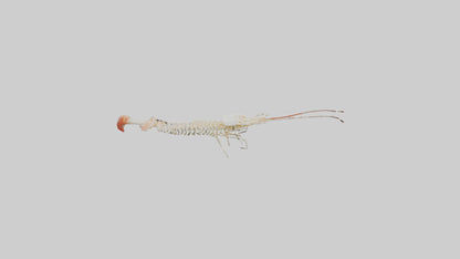 Shrimp Skeleton model 3D model