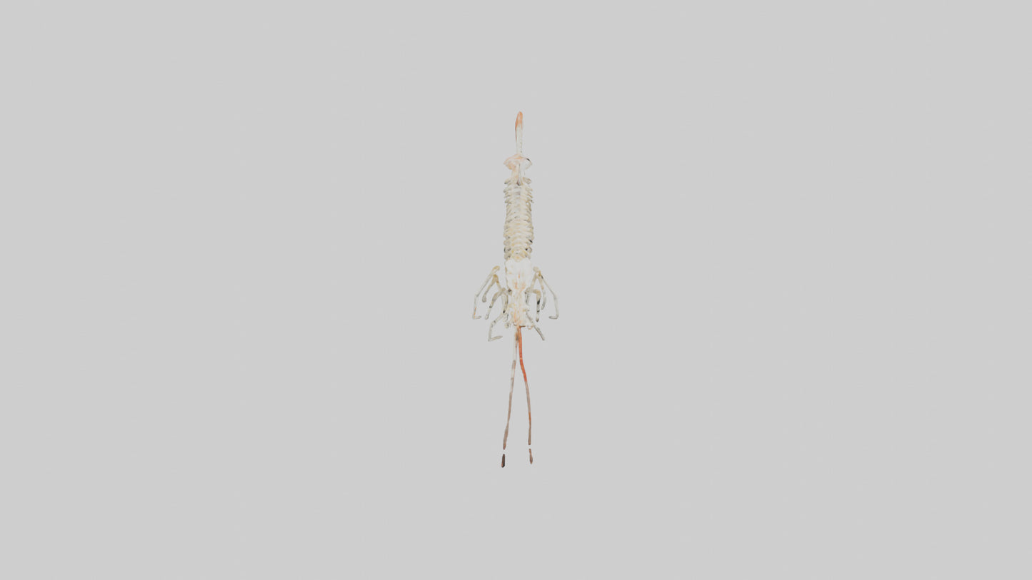 Shrimp Skeleton model 3D model
