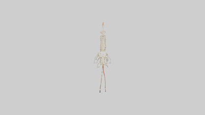 Shrimp Skeleton model 3D model