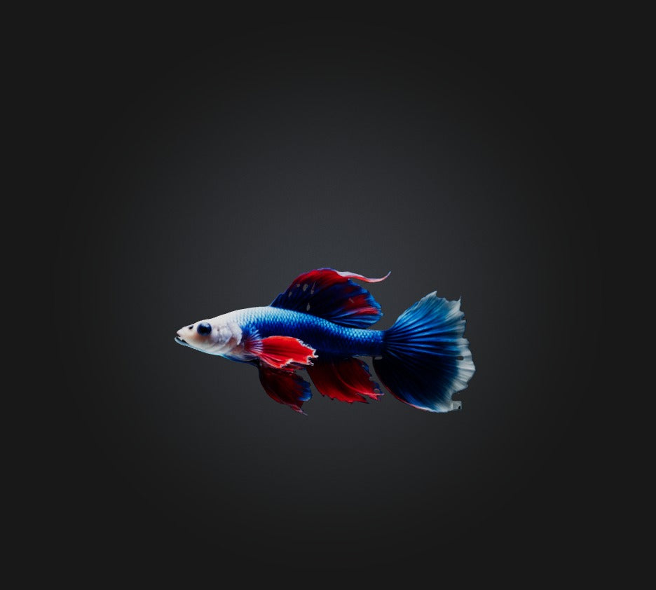 3D model Siamese fighting fish VR / AR / low-poly