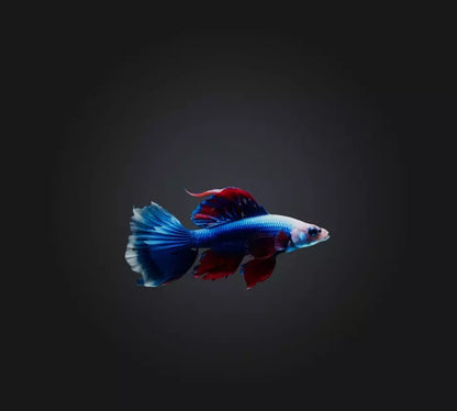 3D model Siamese fighting fish VR / AR / low-poly
