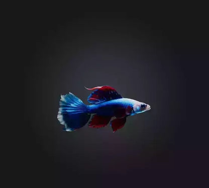 3D model Siamese fighting fish VR / AR / low-poly