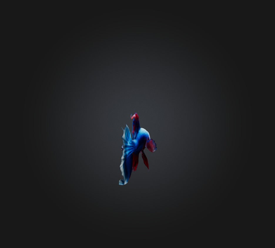 3D model Siamese fighting fish VR / AR / low-poly