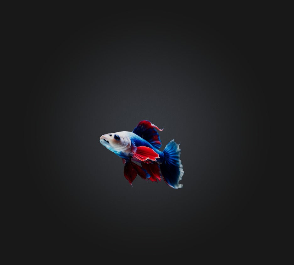 3D model Siamese fighting fish VR / AR / low-poly