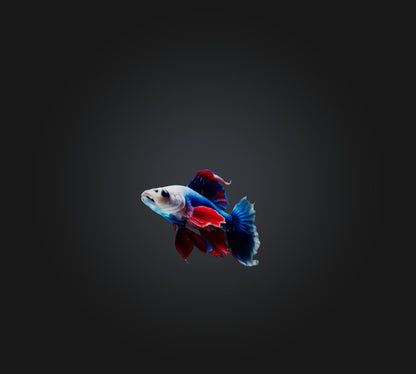 3D model Siamese fighting fish VR / AR / low-poly