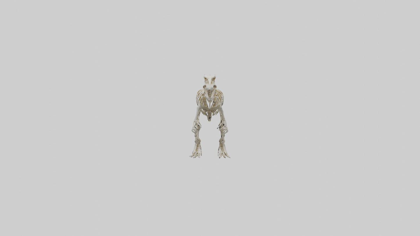 Sinraptor Skeleton model 3D model