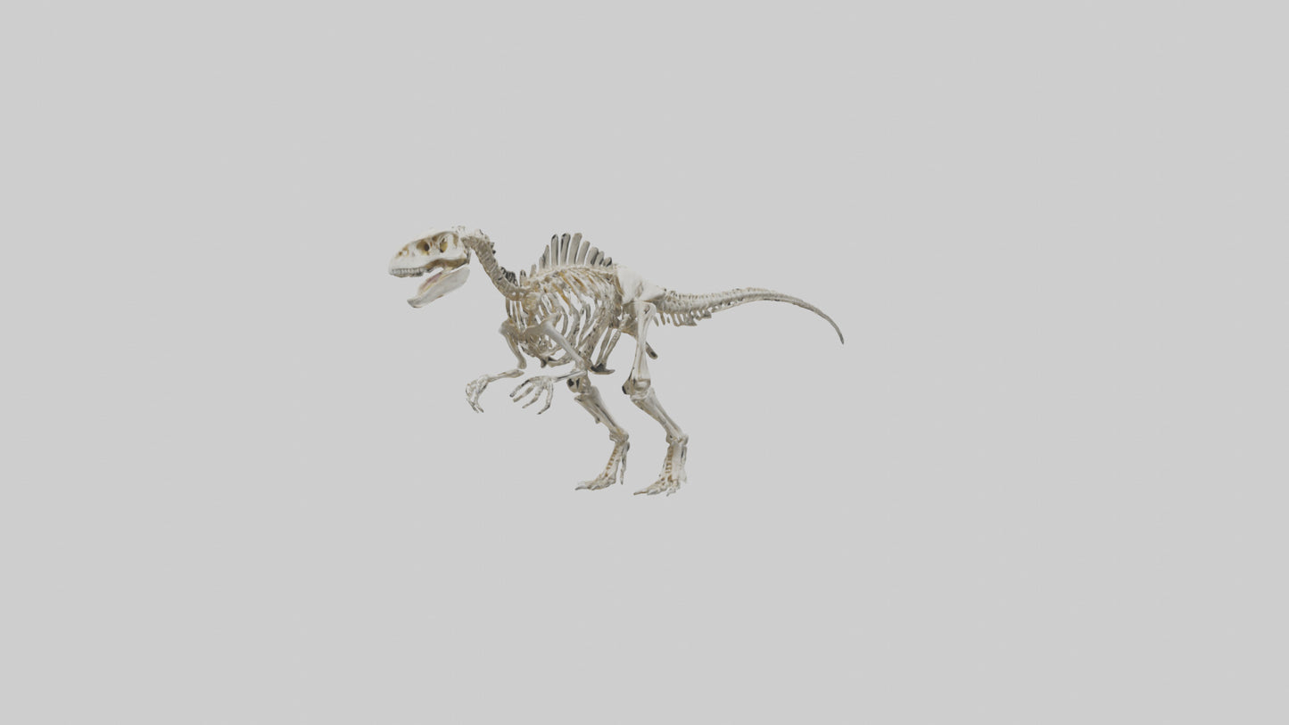 Sinraptor Skeleton model 3D model