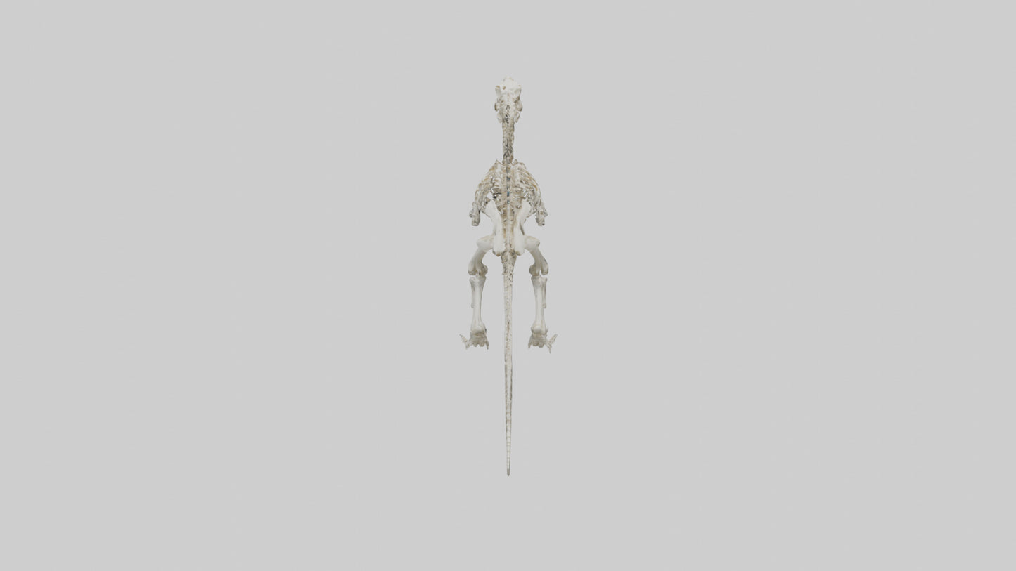 Sinraptor Skeleton model 3D model