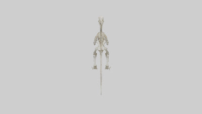 Sinraptor Skeleton model 3D model