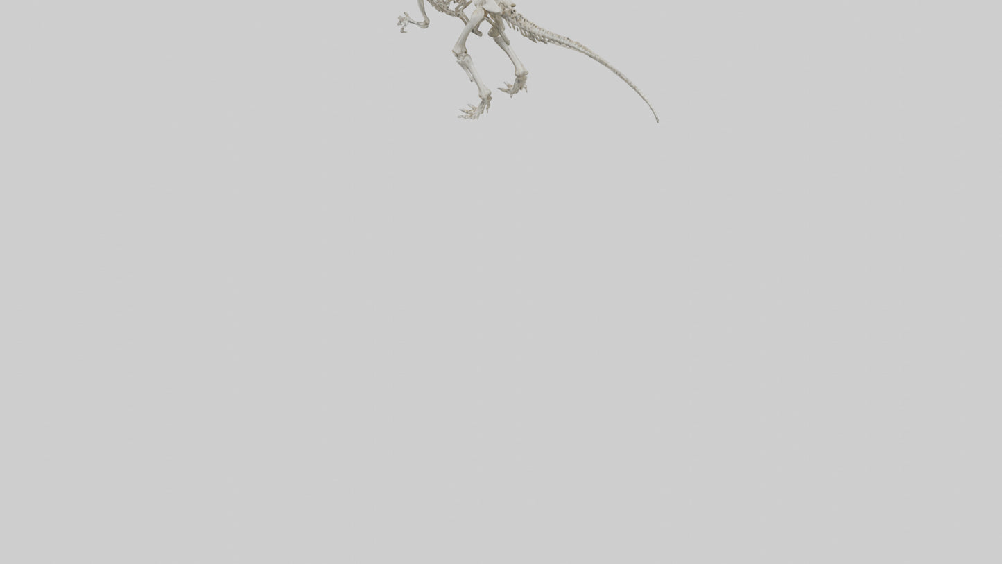 Sinraptor Skeleton model 3D model