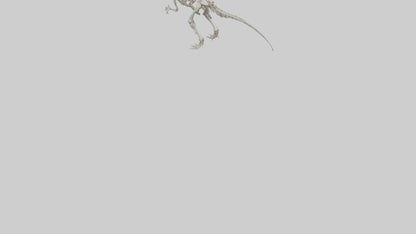 Sinraptor Skeleton model 3D model