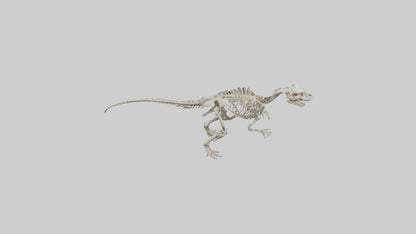 Sinraptor Skeleton model 3D model