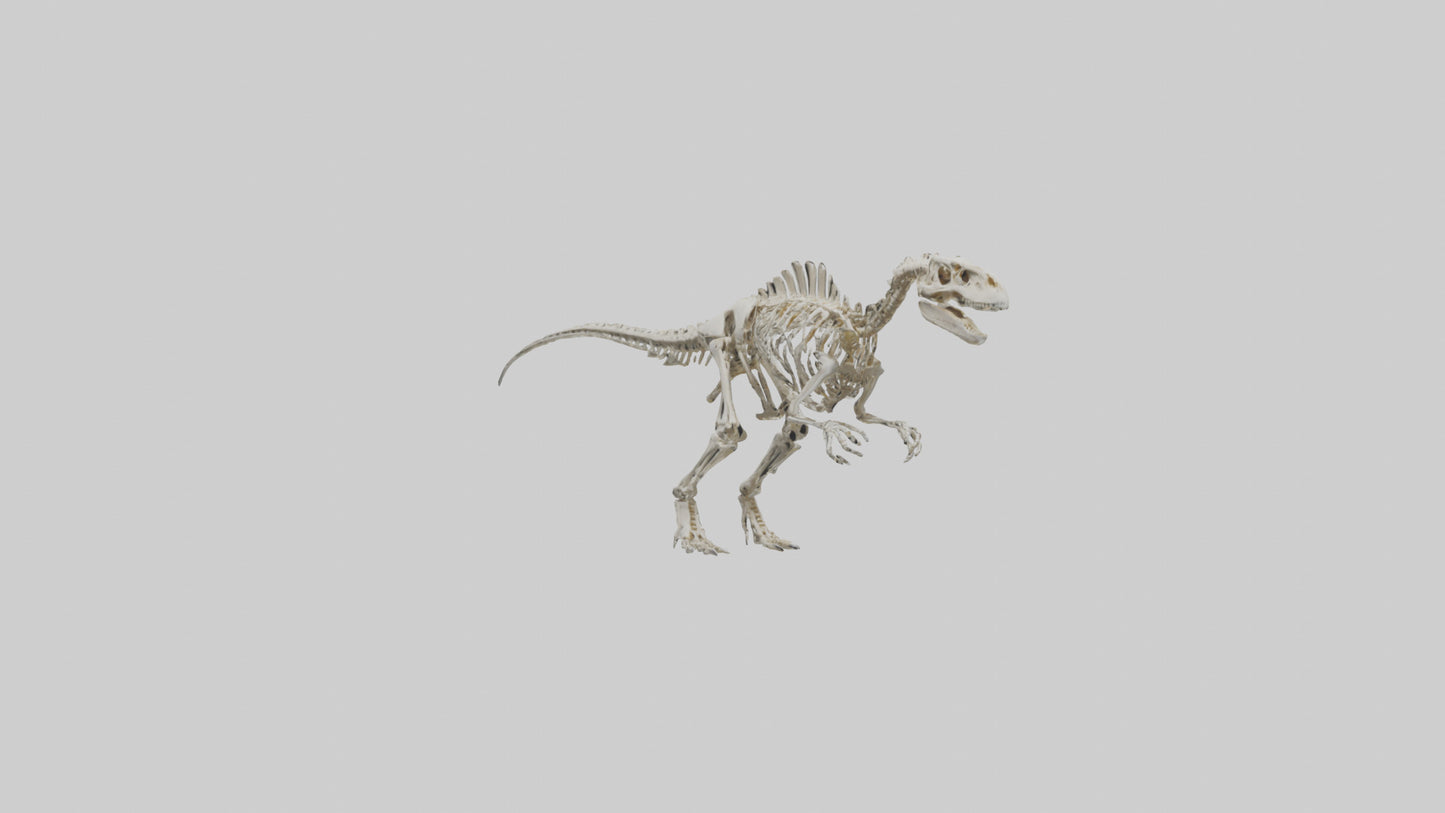 Sinraptor Skeleton model 3D model