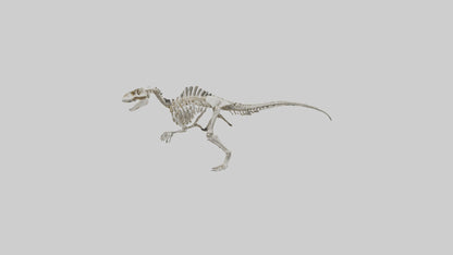 Sinraptor Skeleton model 3D model