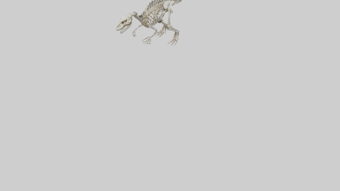 Sinraptor Skeleton model 3D model