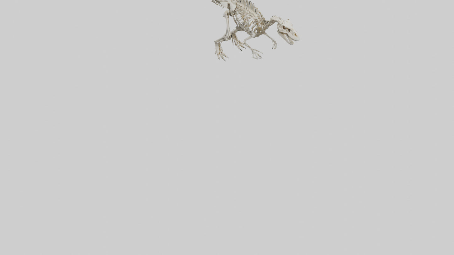 Sinraptor Skeleton model 3D model