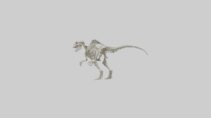 Sinraptor Skeleton model 3D model