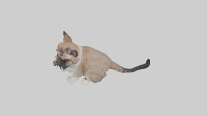 3D model Sitting Exotic Shorthair Cat model VR / AR / low-poly