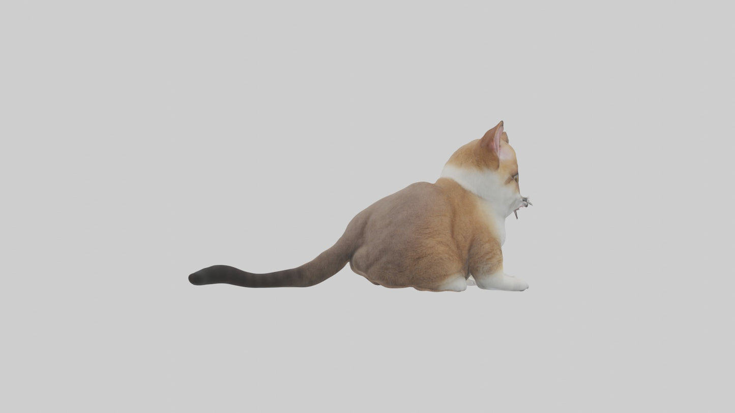 3D model Sitting Exotic Shorthair Cat model VR / AR / low-poly