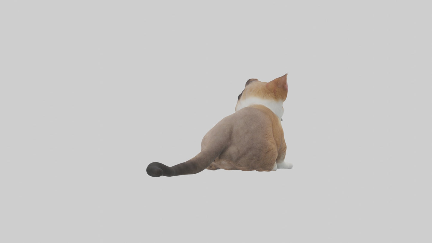 3D model Sitting Exotic Shorthair Cat model VR / AR / low-poly