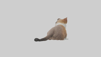 3D model Sitting Exotic Shorthair Cat model VR / AR / low-poly