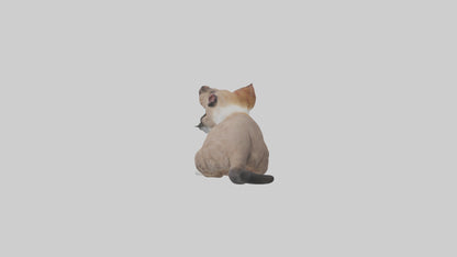 3D model Sitting Exotic Shorthair Cat model VR / AR / low-poly