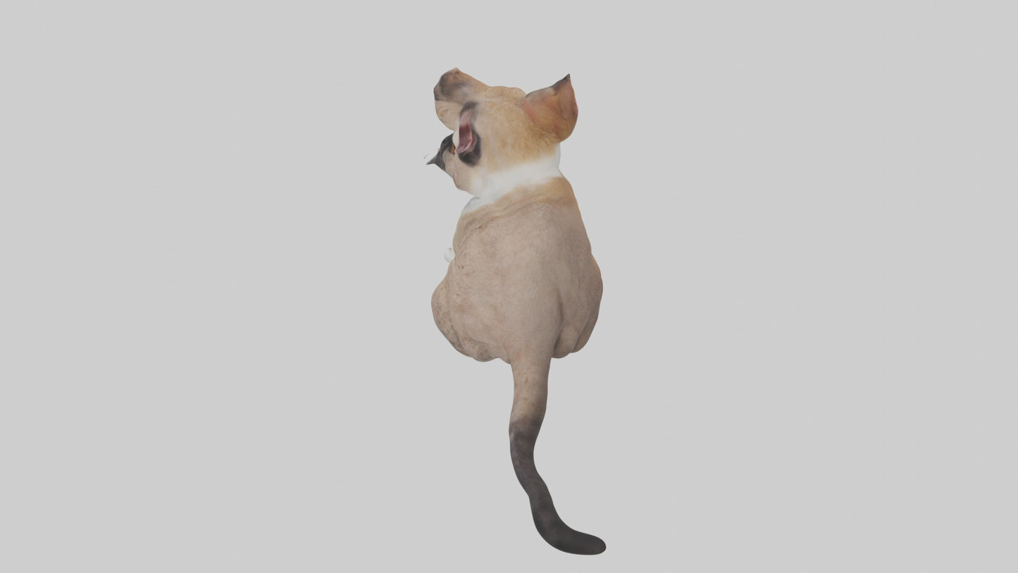 3D model Sitting Exotic Shorthair Cat model VR / AR / low-poly