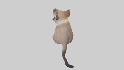 3D model Sitting Exotic Shorthair Cat model VR / AR / low-poly