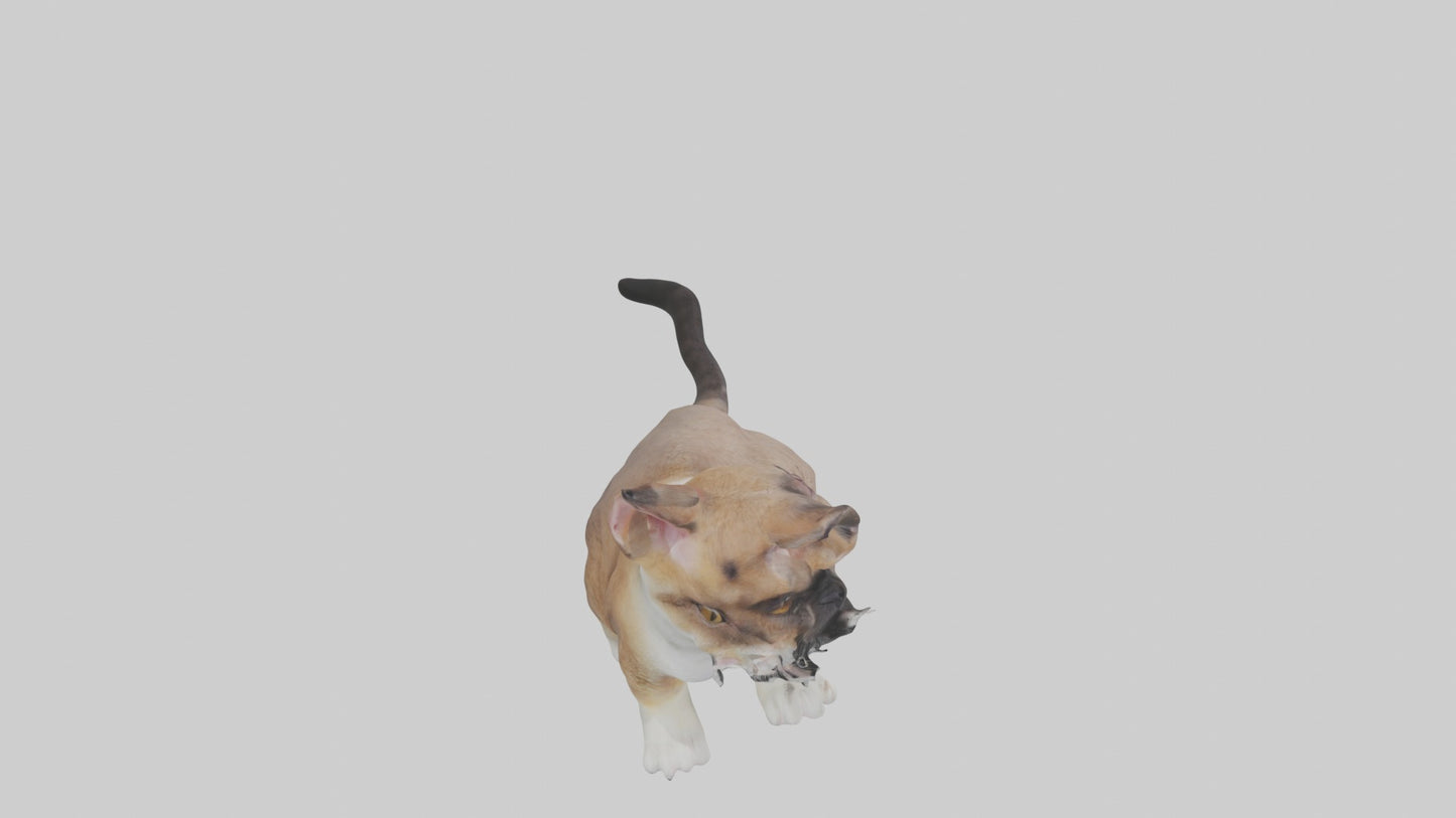 3D model Sitting Exotic Shorthair Cat model VR / AR / low-poly