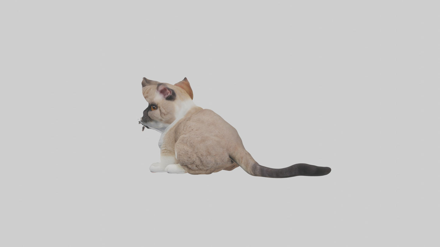 3D model Sitting Exotic Shorthair Cat model VR / AR / low-poly