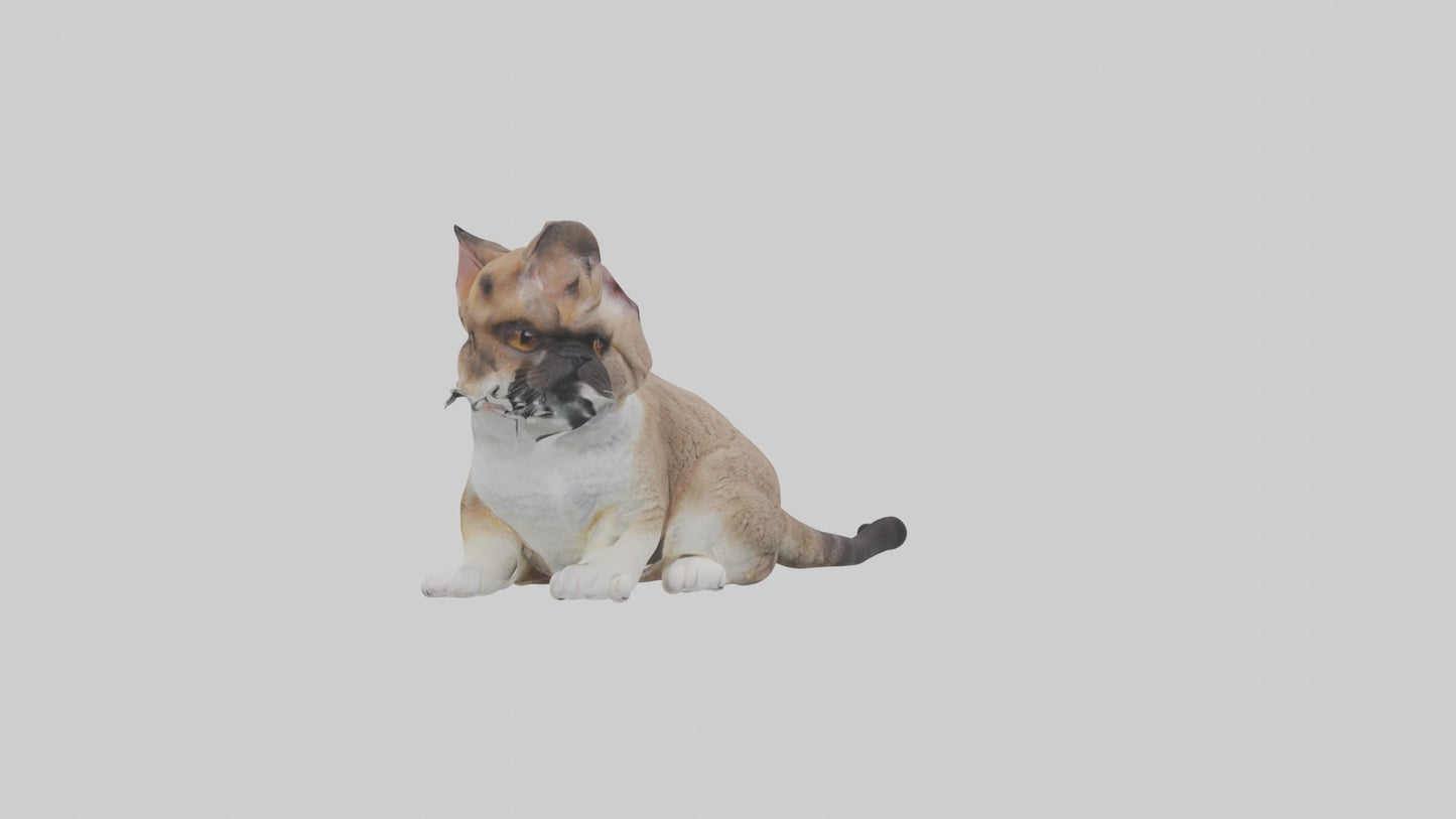 3D model Sitting Exotic Shorthair Cat model VR / AR / low-poly