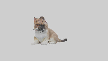 3D model Sitting Exotic Shorthair Cat model VR / AR / low-poly