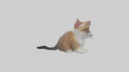 3D model Sitting Exotic Shorthair Cat model VR / AR / low-poly