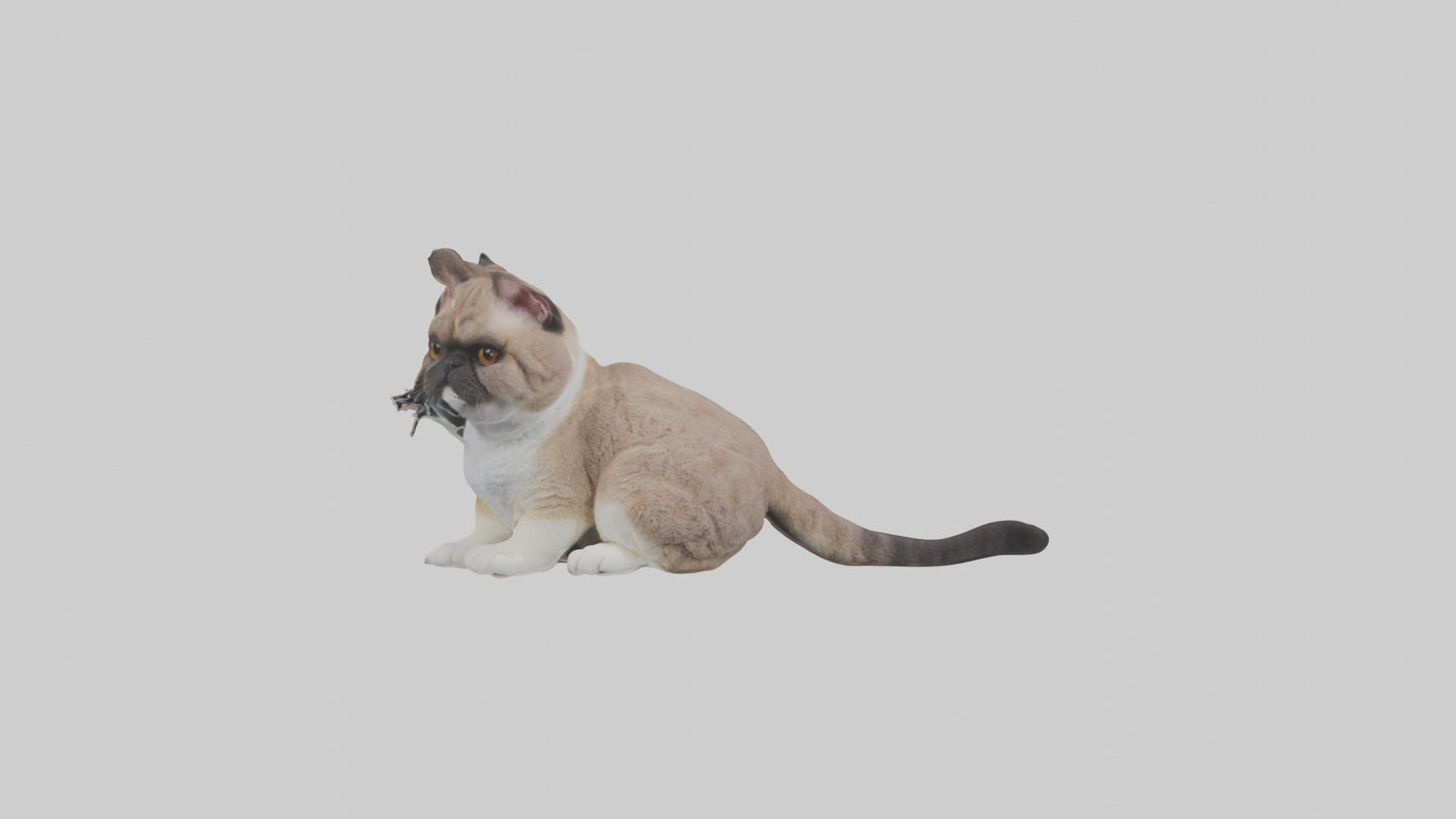 3D model Sitting Exotic Shorthair Cat model VR / AR / low-poly
