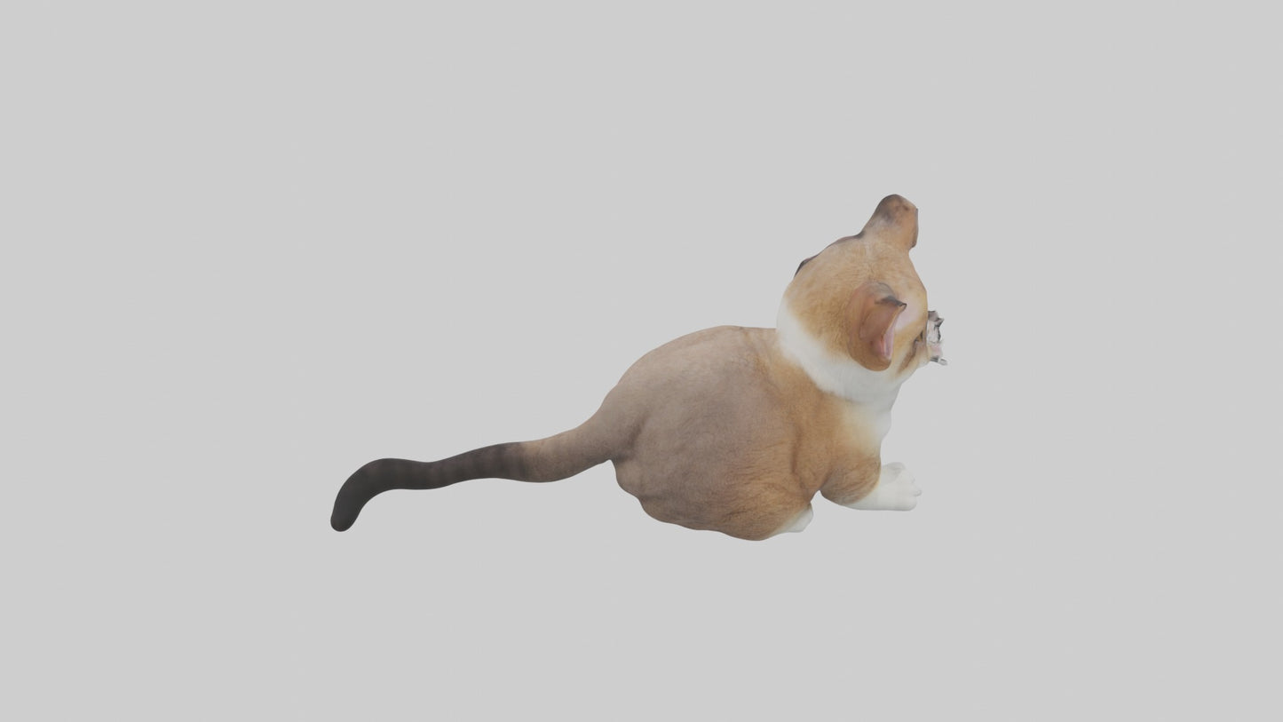 3D model Sitting Exotic Shorthair Cat model VR / AR / low-poly