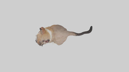 3D model Sitting Exotic Shorthair Cat model VR / AR / low-poly