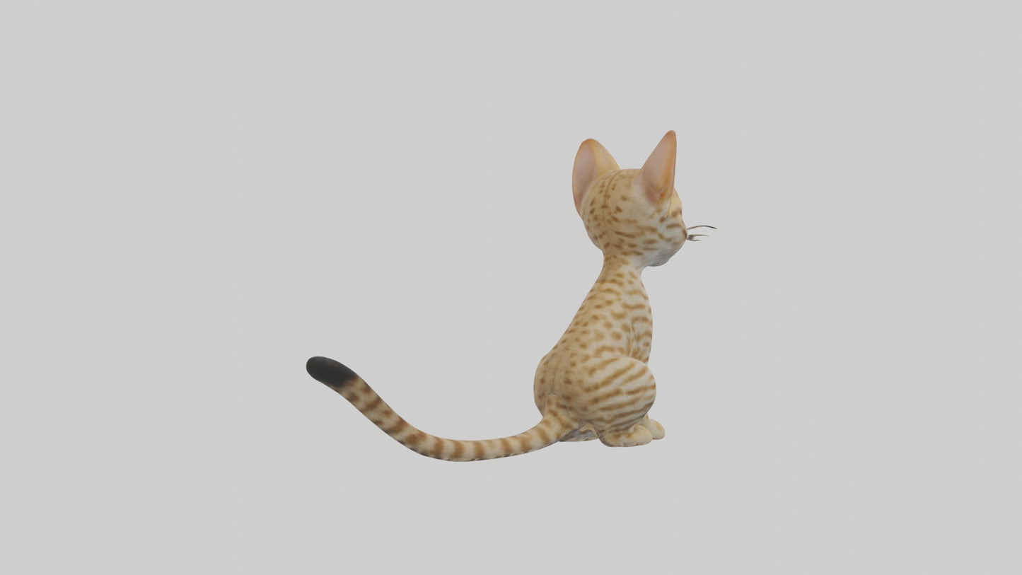 3D model Sitting Ocicat Cat model VR / AR / low-poly