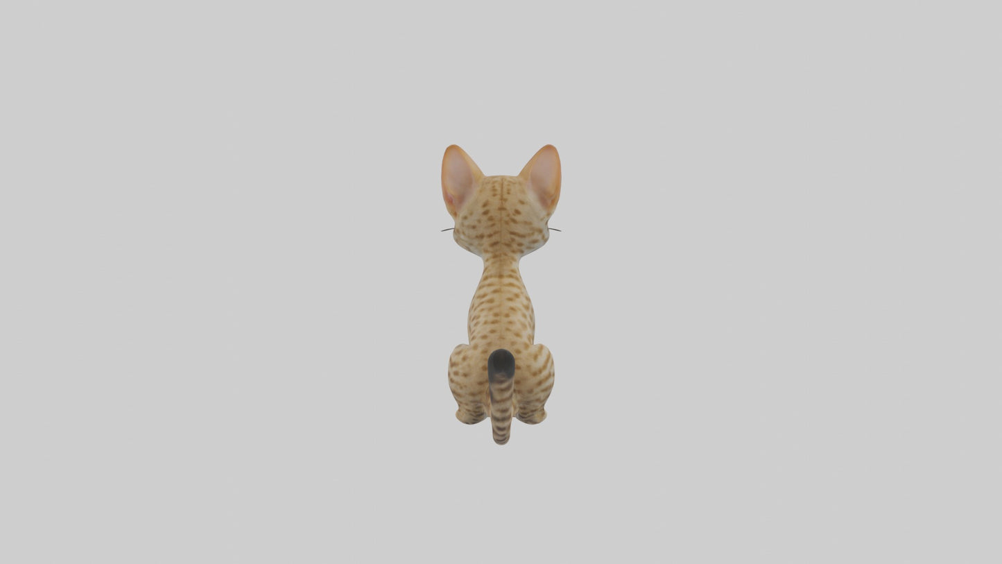 3D model Sitting Ocicat Cat model VR / AR / low-poly