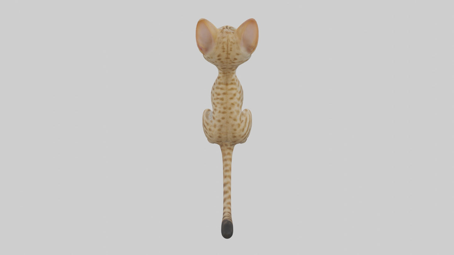 3D model Sitting Ocicat Cat model VR / AR / low-poly