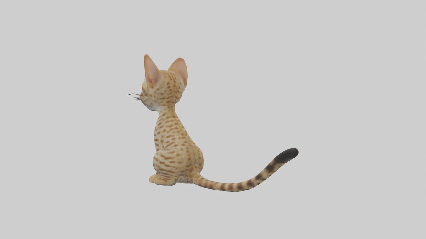 3D model Sitting Ocicat Cat model VR / AR / low-poly