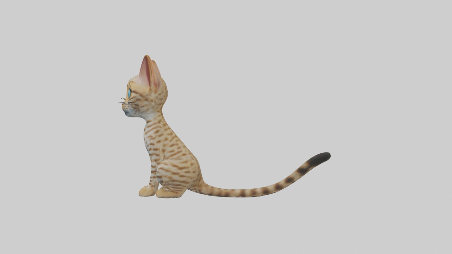 3D model Sitting Ocicat Cat model VR / AR / low-poly