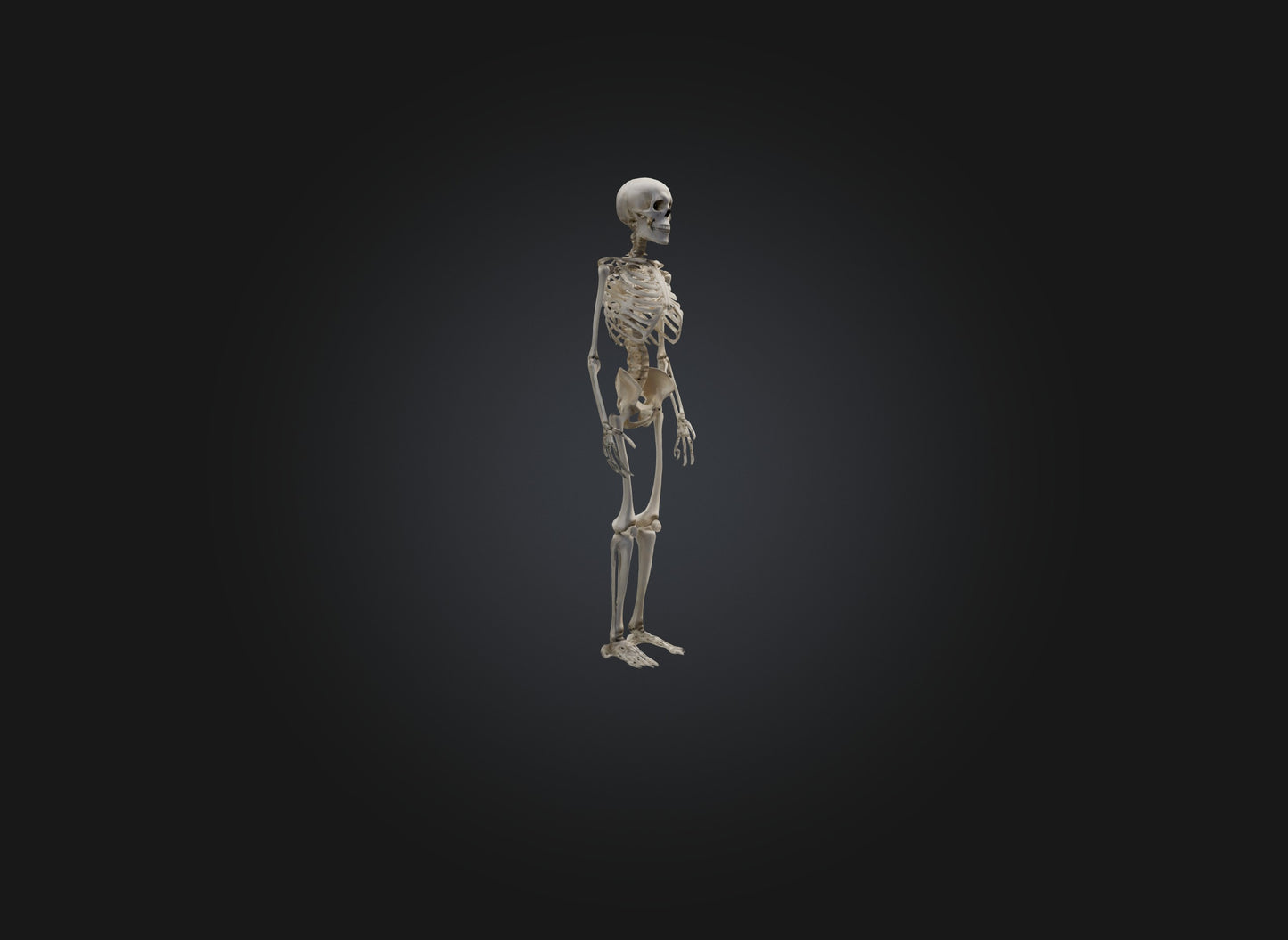 3D model skeleton VR / AR / low-poly