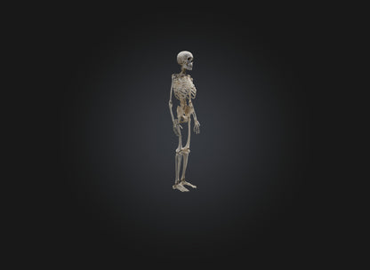 3D model skeleton VR / AR / low-poly