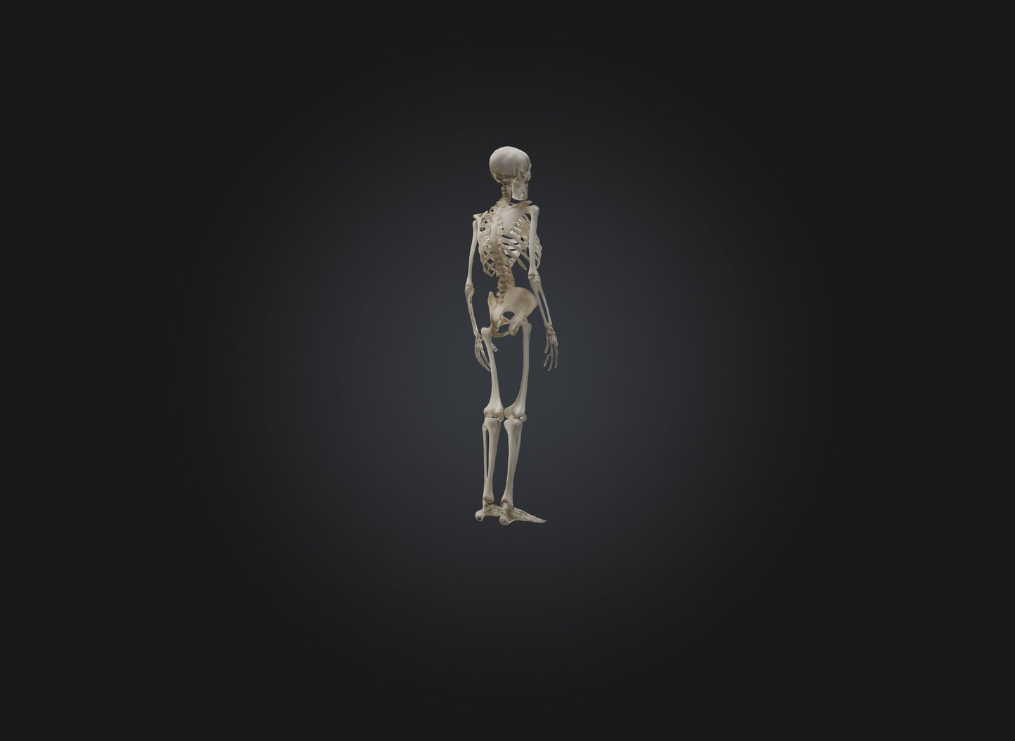 3D model skeleton VR / AR / low-poly