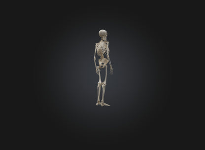 3D model skeleton VR / AR / low-poly