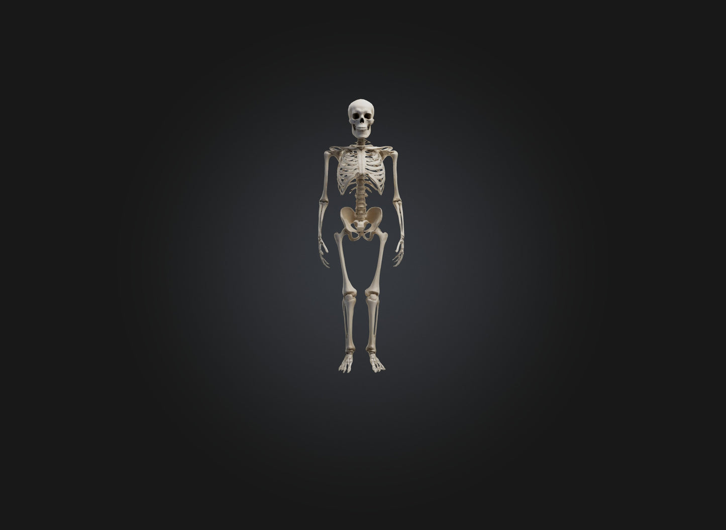 3D model skeleton VR / AR / low-poly