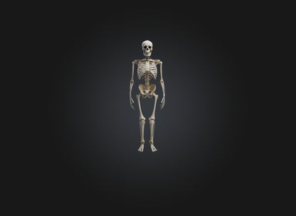 3D model skeleton VR / AR / low-poly